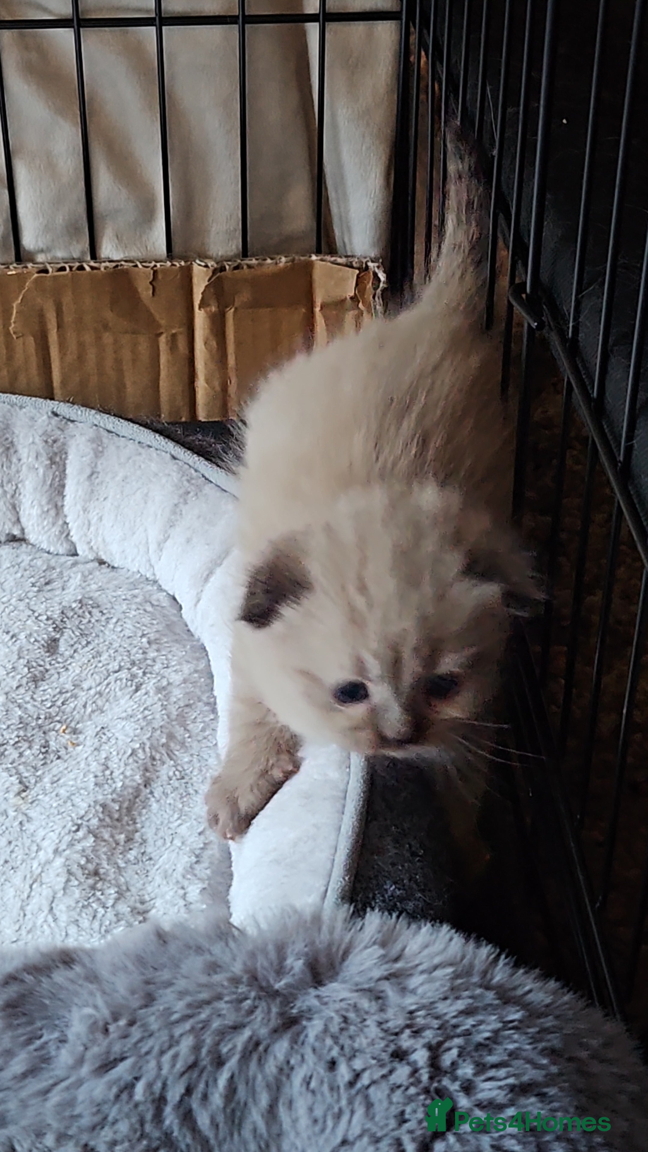 Scottish Fold cats Scottish fold kittens for sale 6 wks old - Advert 5