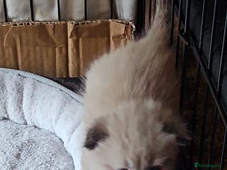 Scottish Fold cats Scottish fold kittens for sale 6 wks old - Advert 5