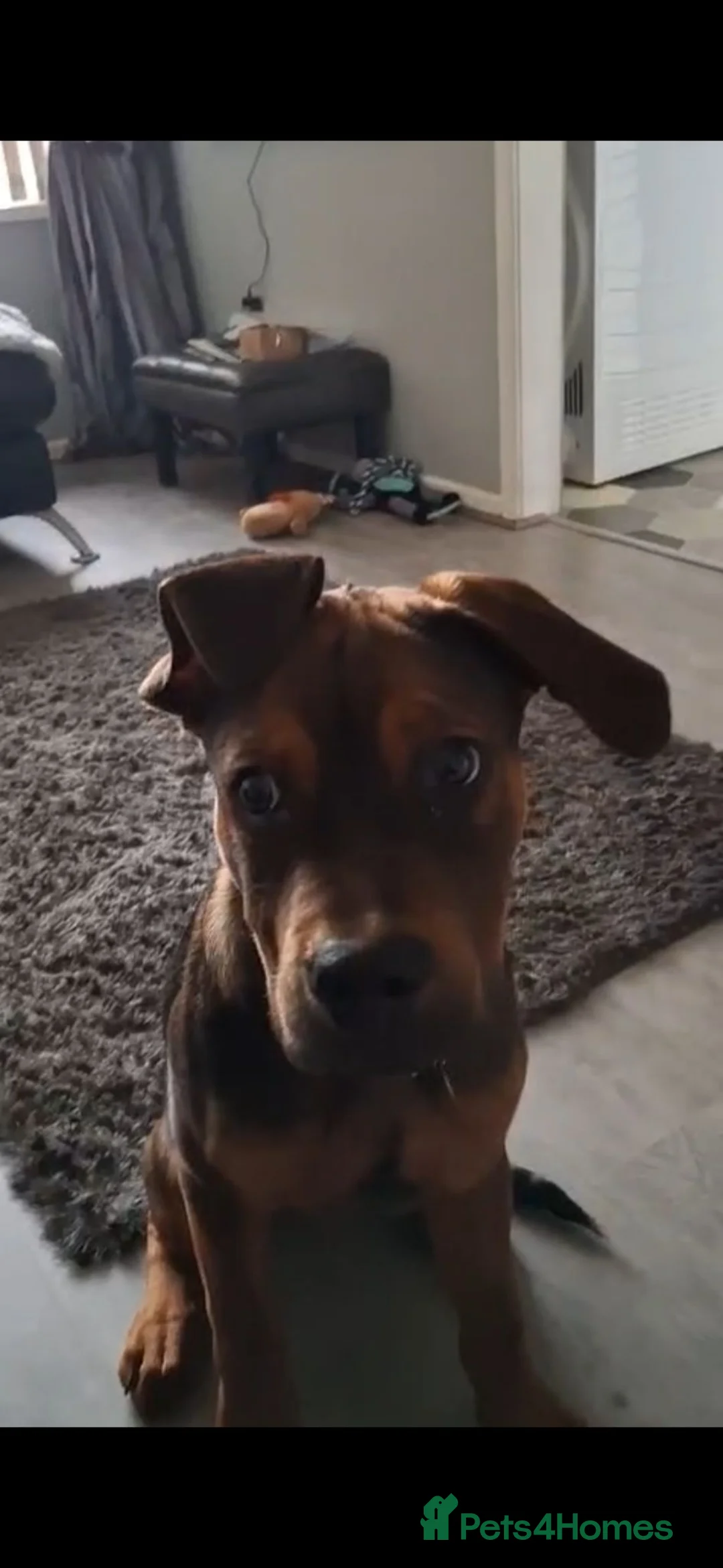 Mixed Breed dogs for sale: Looking for a temp foster. in Blackpool - Advert 1