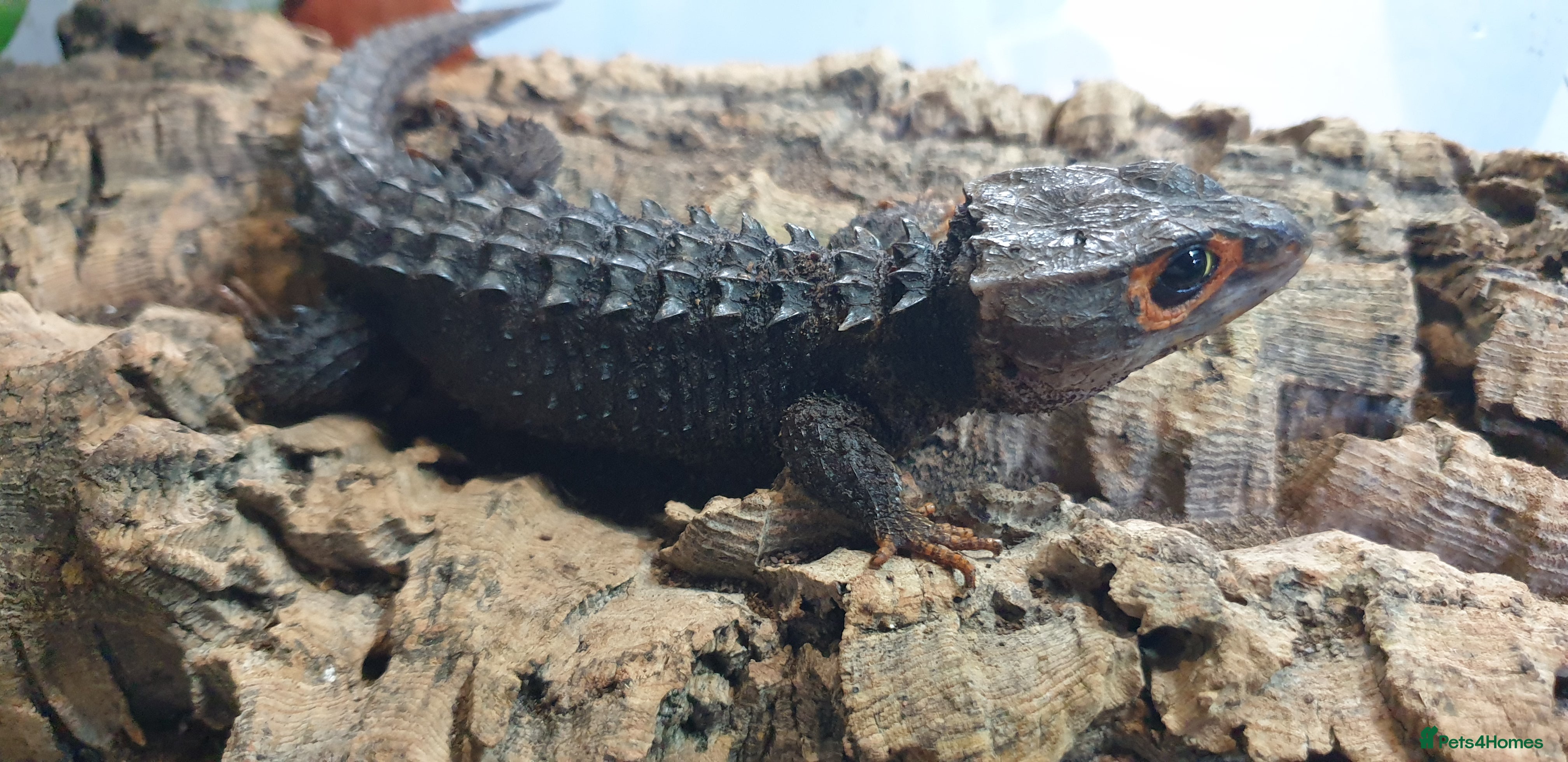 Skink reptiles Red Eye Croc Skinks (pair, single male and young) - Advert 1