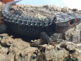 Skink reptiles Red Eye Croc Skinks (pair, single male and young) - Advert 4