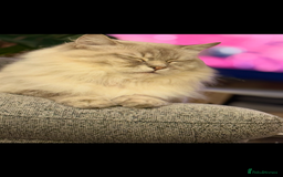 Ragdoll cats for sale: Three gorgeous ragdolls for sale  - Image 8