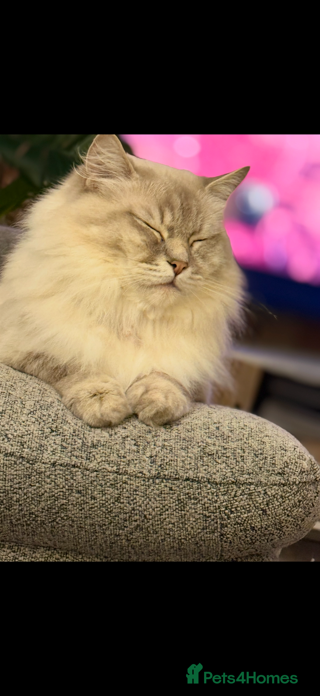 Ragdoll cats for sale: Three gorgeous ragdolls for sale  - Image 8