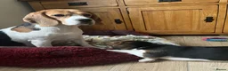 Beagle dogs for sale: DNA and KC registered beautiful puppies - Advert 11