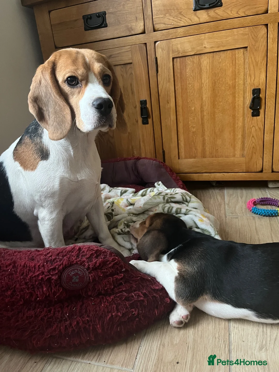 Beagle dogs for sale: DNA and KC registered beautiful puppies - Advert 11