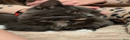 Mixed Breed cats for sale: Half Norwegian  in Yeovil - Advert 6