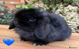 Mini Lop rabbits for sale: Beautiful friendly Mini lops babies x 2 - Image 1
