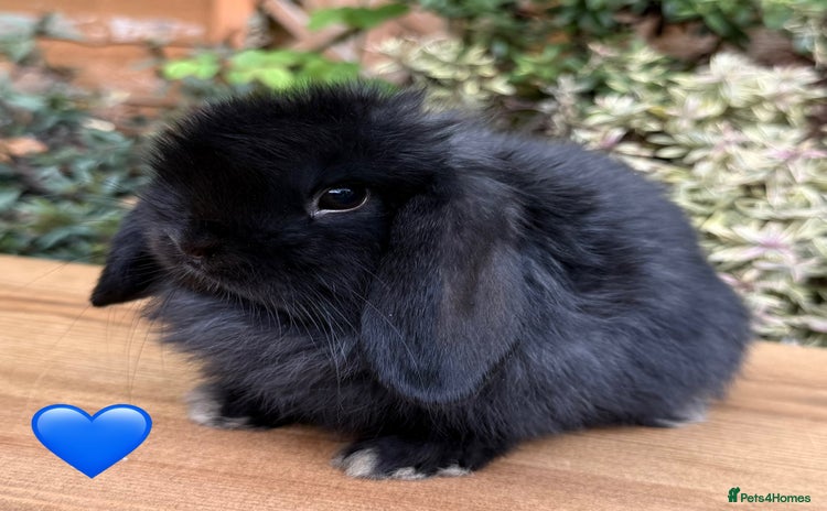 Mini Lop rabbits - Advert 7