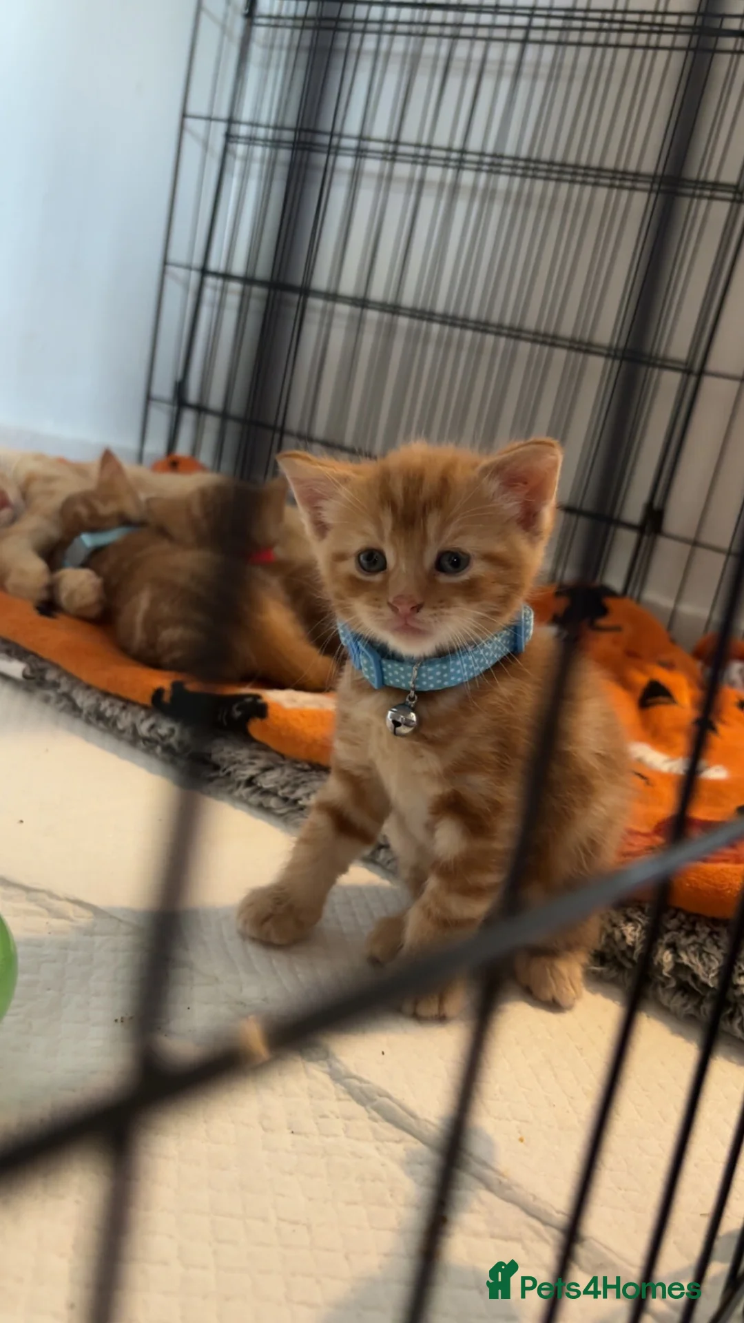 Mixed Breed cats for sale: Three ginger kittens🧡 - Advert 2