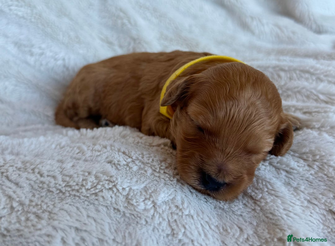 Cavapoo dogs for sale: Beautiful Red F1b Cavapoo Puppies - Image 13