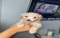 Mixed Breed dogs for sale: Cavapoochon X cockapoo - Image 3