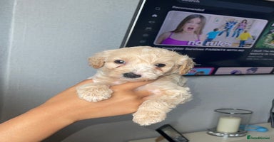 Mixed Breed dogs - Advert 6