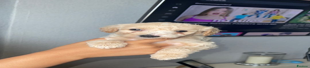 Mixed Breed Puppy 2