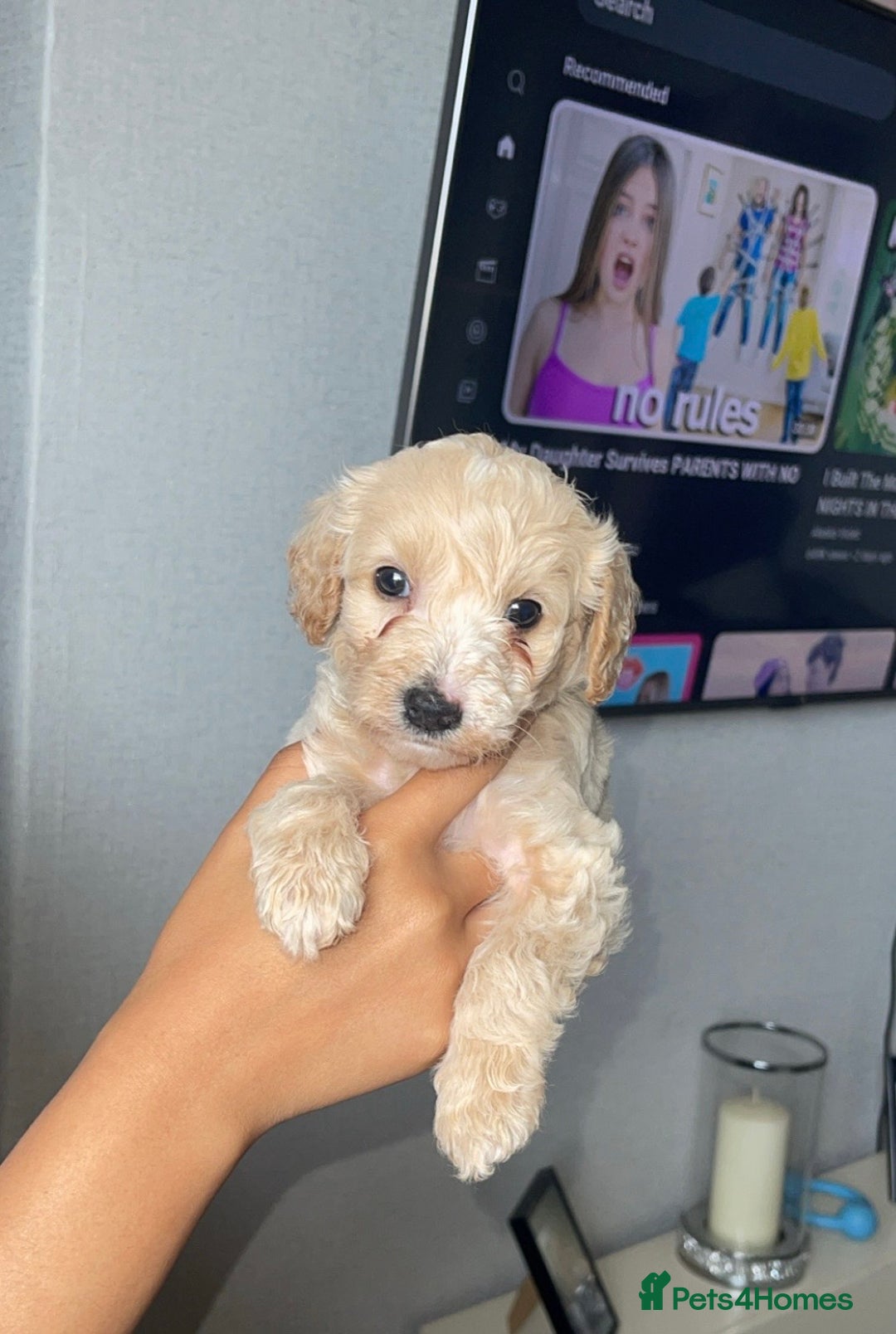 Mixed Breed dogs for sale: Cavapoochon X cockapoo - Image 3