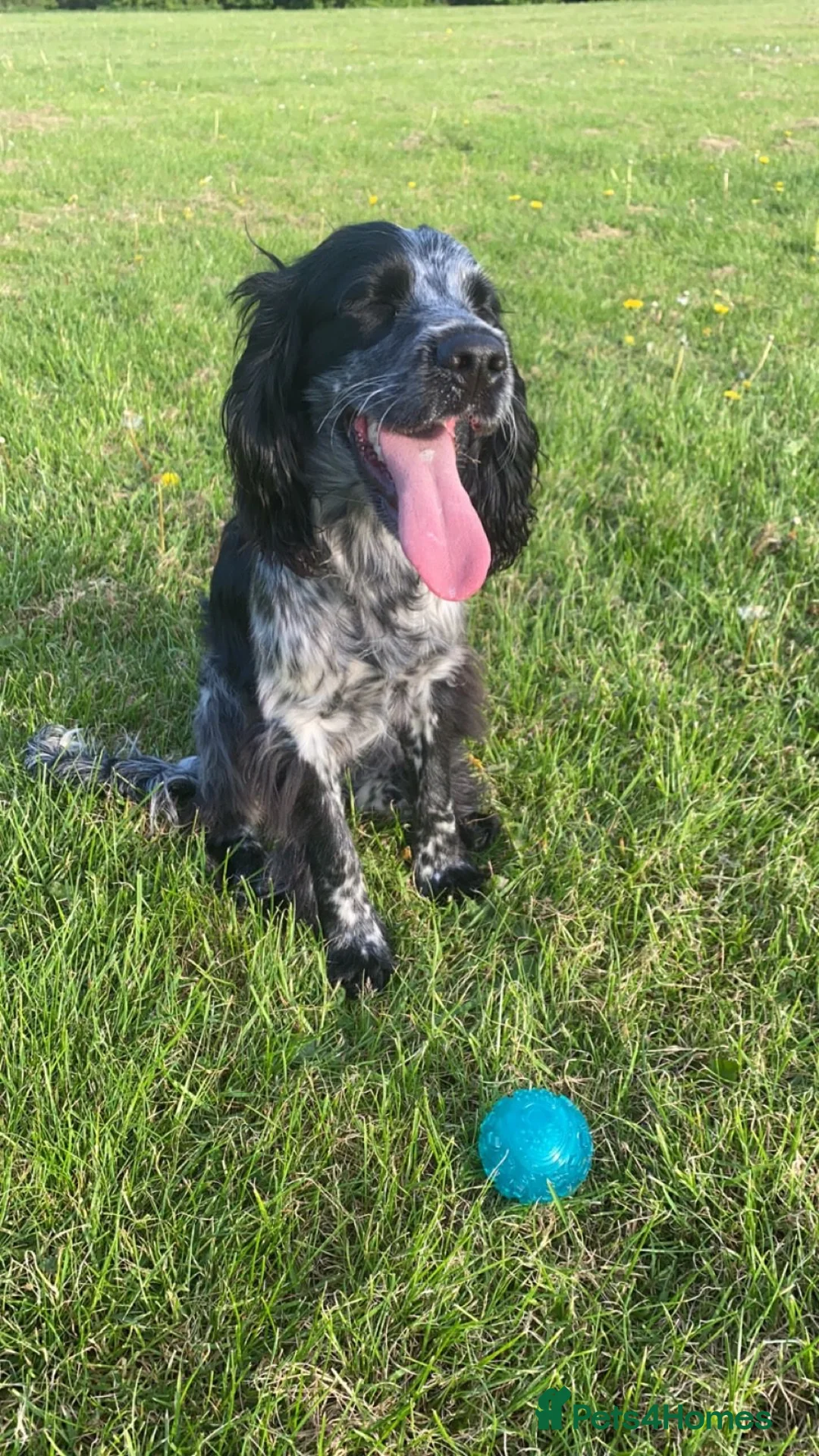 Cocker Spaniel dogs for stud: Dubie  - Advert 10