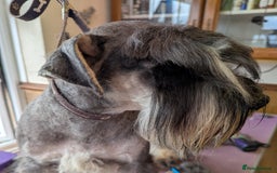 Miniature Schnauzer dogs for sale: Beautiful Pepper+Salt Boys - Image 20