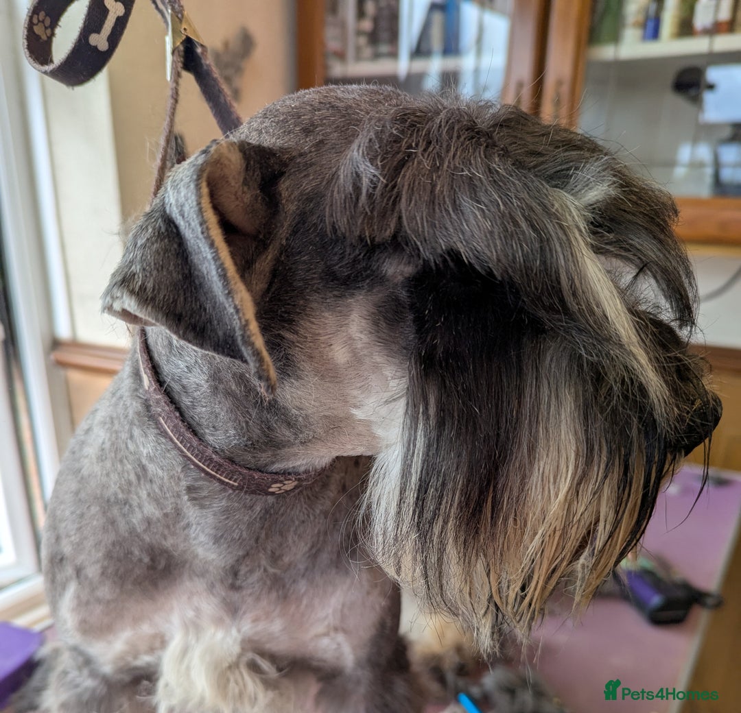 Miniature Schnauzer dogs for sale: Beautiful Pepper+Salt Boys - Image 20
