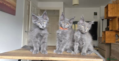 Maine Coon cats - Advert 10