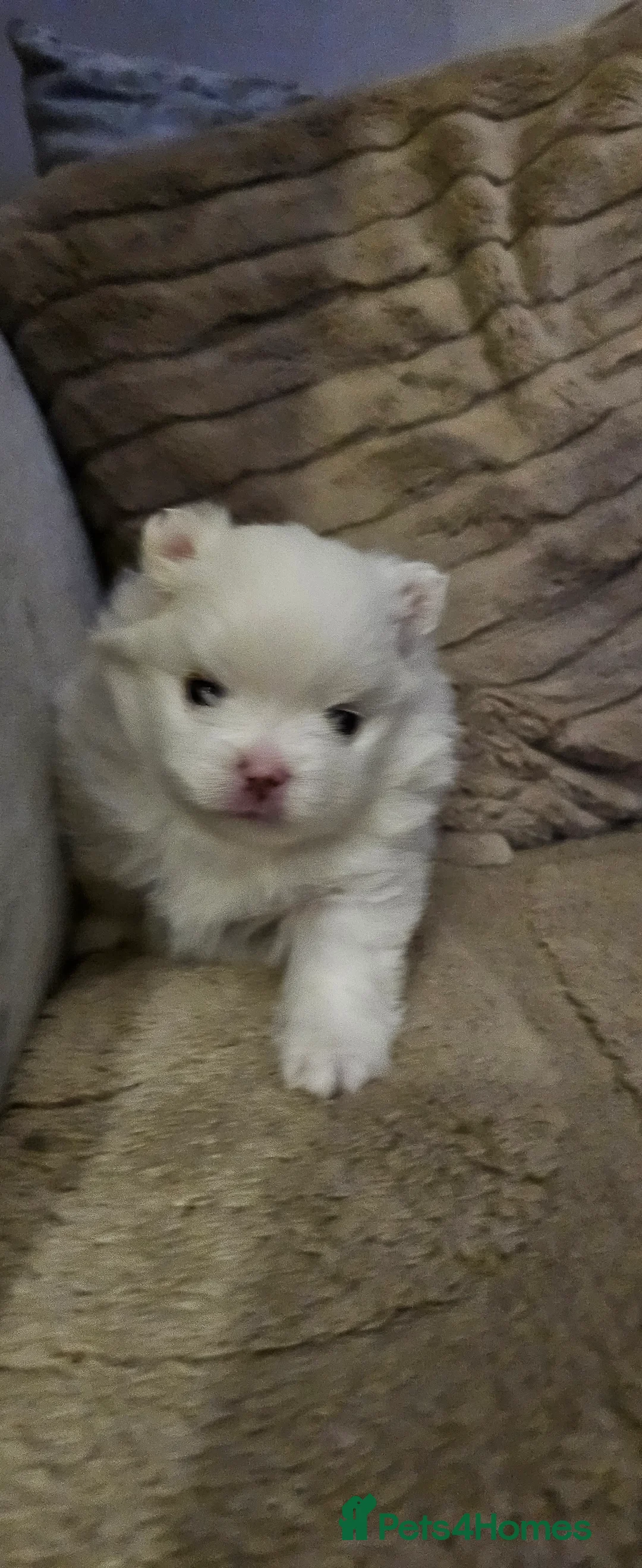 Pomeranian dogs for sale: 2 beautiful pomeranian girls - Advert 4