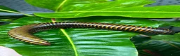 Mixed Breed invertebrates for sale: Various Invertebrates At Urban Exotics  - Advert 25