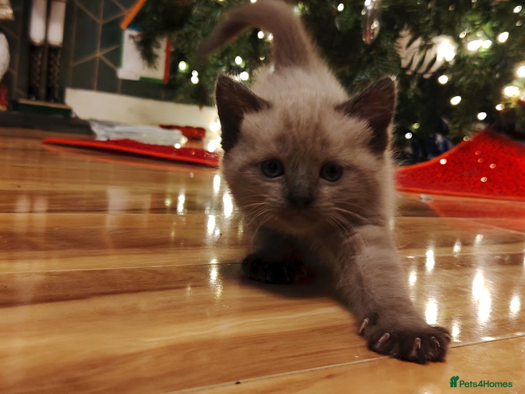 Tonkinese cats for sale: Gorgeous Tonkdoll kittens  - Advert 11