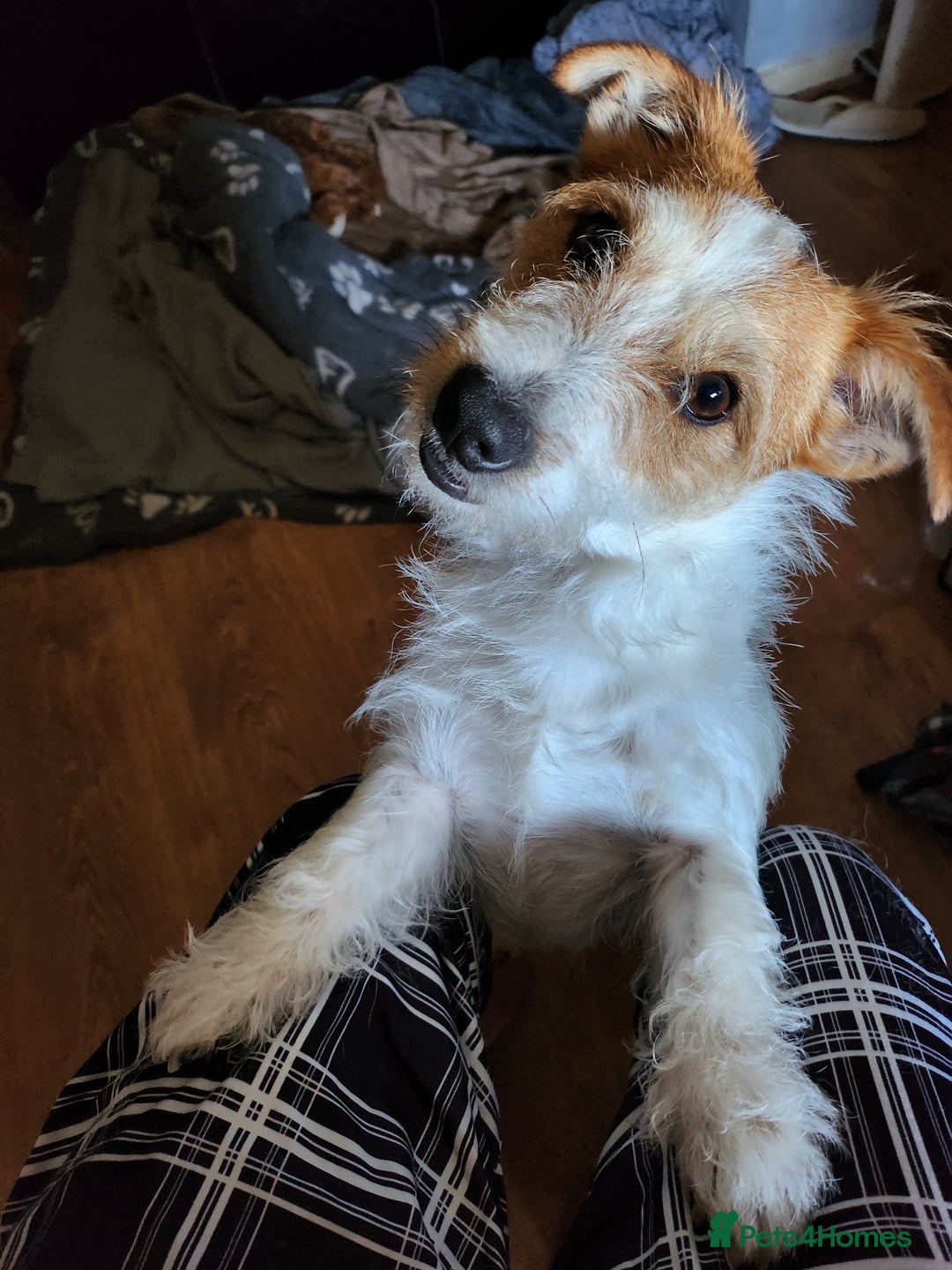 Jack Russell dogs for sale: Milo. - Advert 2