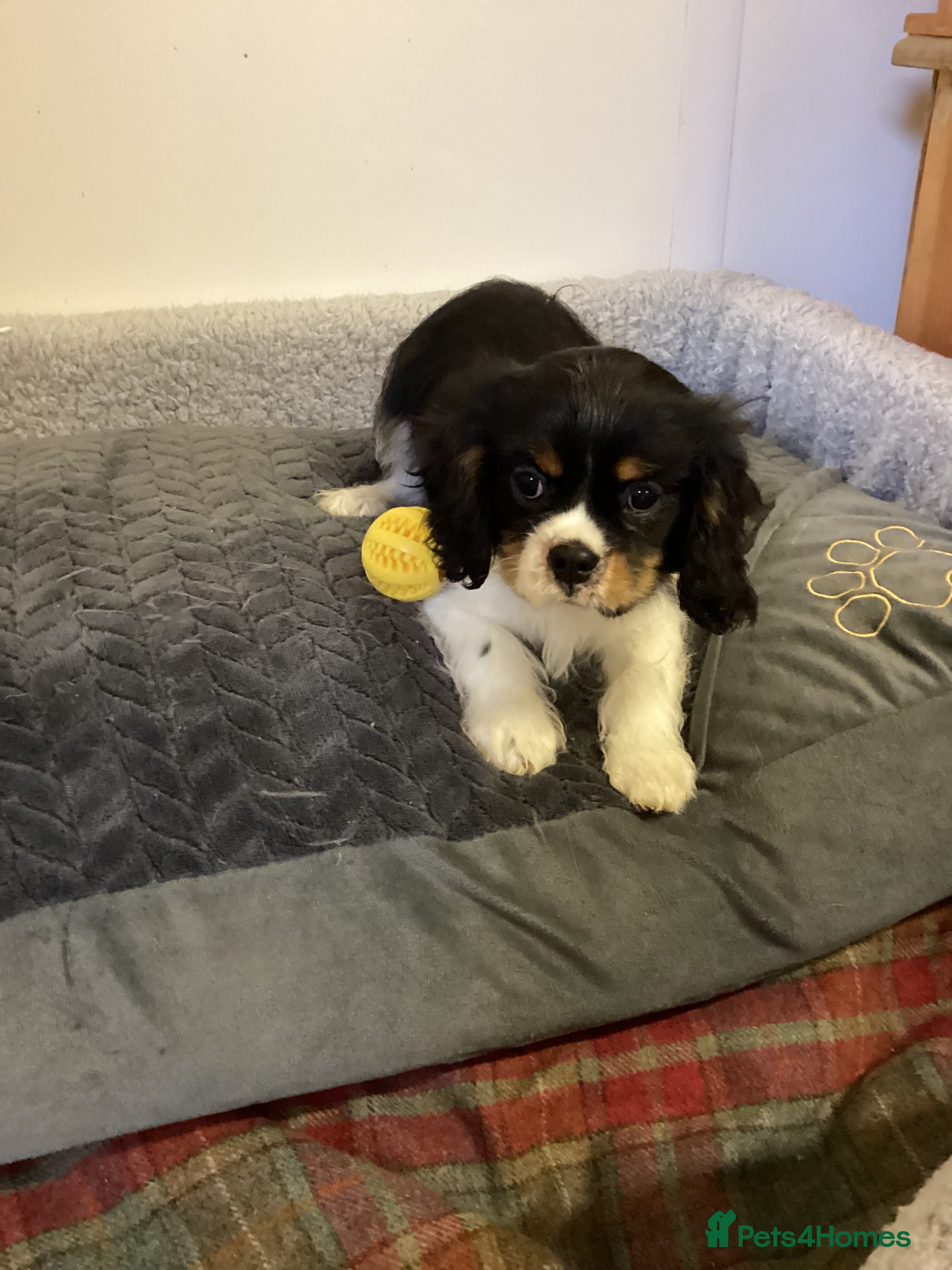 Cavalier King Charles Spaniel dogs Cavalier King Charles  - Advert 12