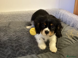 Cavalier King Charles Spaniel dogs Cavalier King Charles - Advert 8