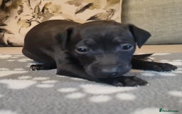 Italian Greyhound dogs for sale: Italian greyhounds - Image 7