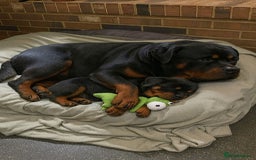 Rottweiler dogs for sale: Rottweiler Puppies for Sale – Loving Homes ! - Image 8