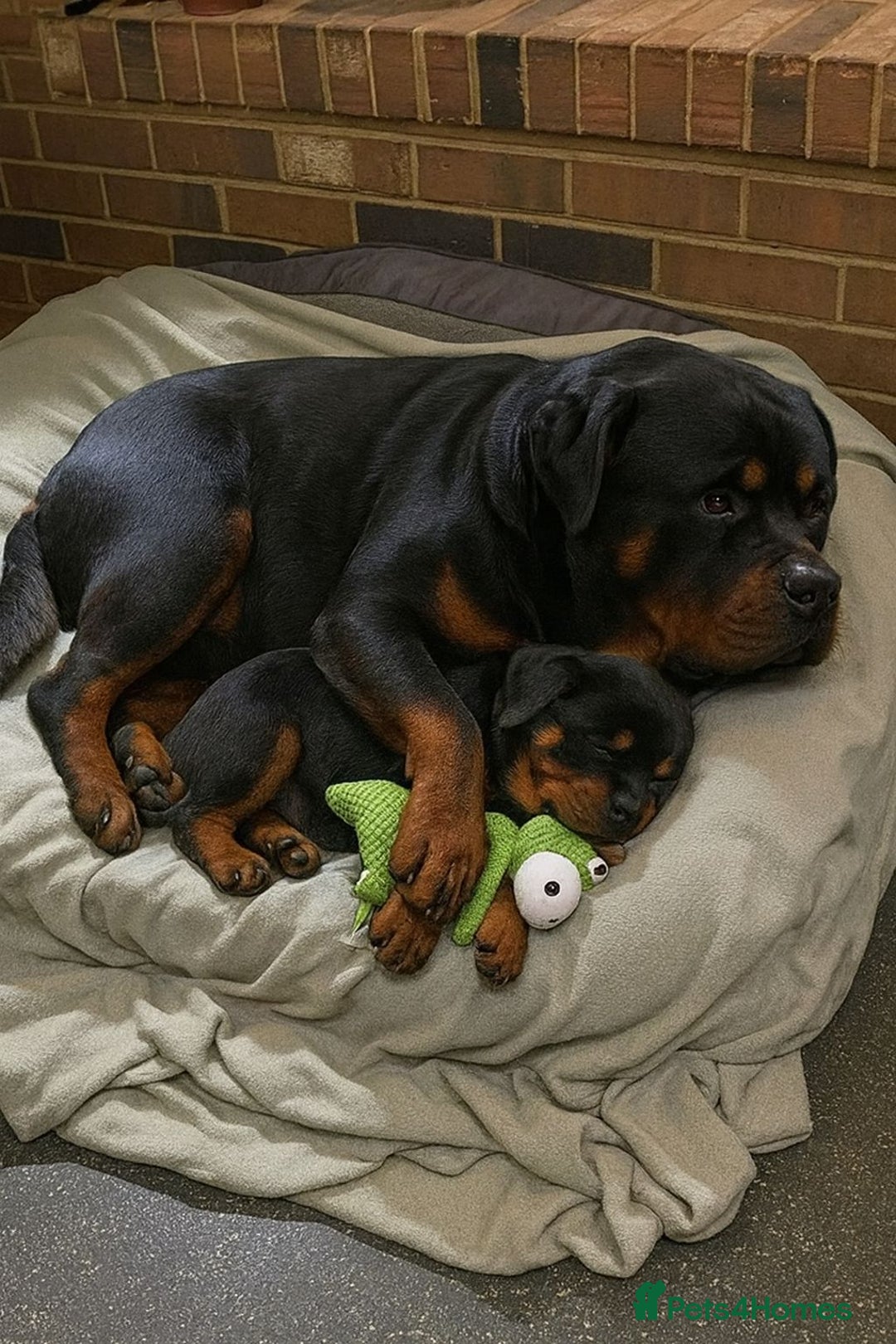Rottweiler dogs for sale: Rottweiler Puppies for Sale – Loving Homes ! - Image 8