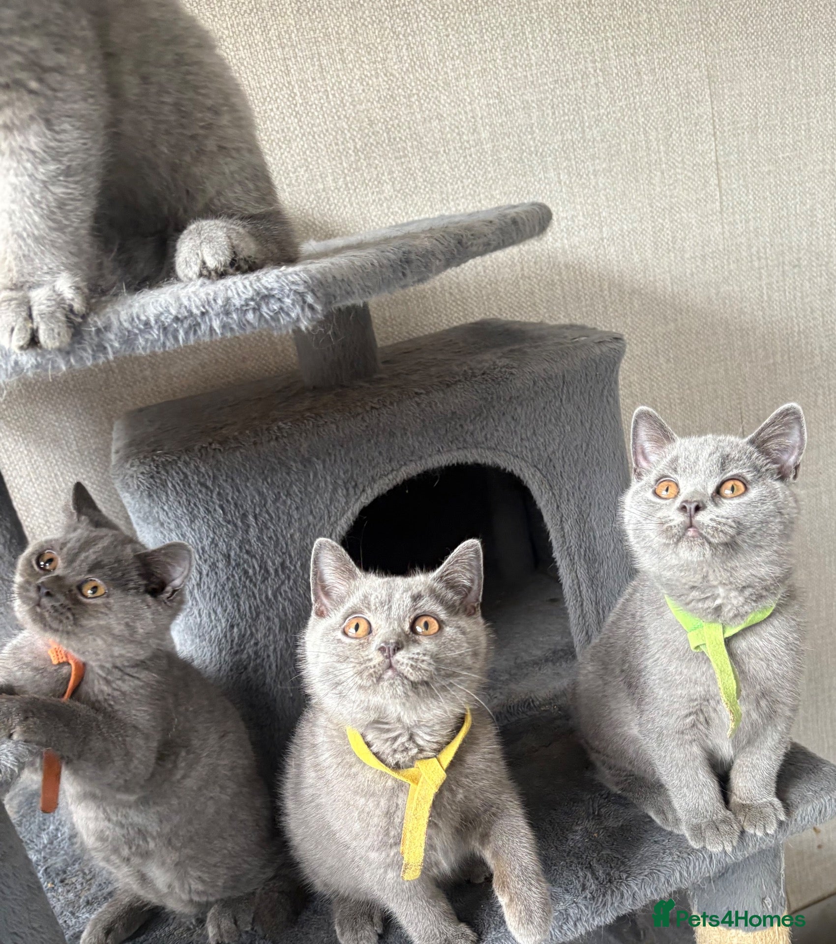British Shorthair cats READY TO LEAVE - Stunning British shorthairs  - Advert 1