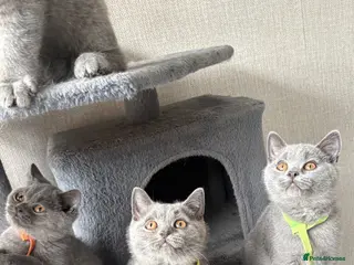 British Shorthair cats READY TO LEAVE - Stunning British shorthairs - Advert 1