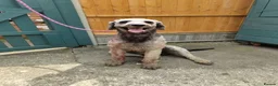 Lurcher dogs for sale: Deerhound/Alaunt  X  Poodle/Saluki puppies  - Advert 17