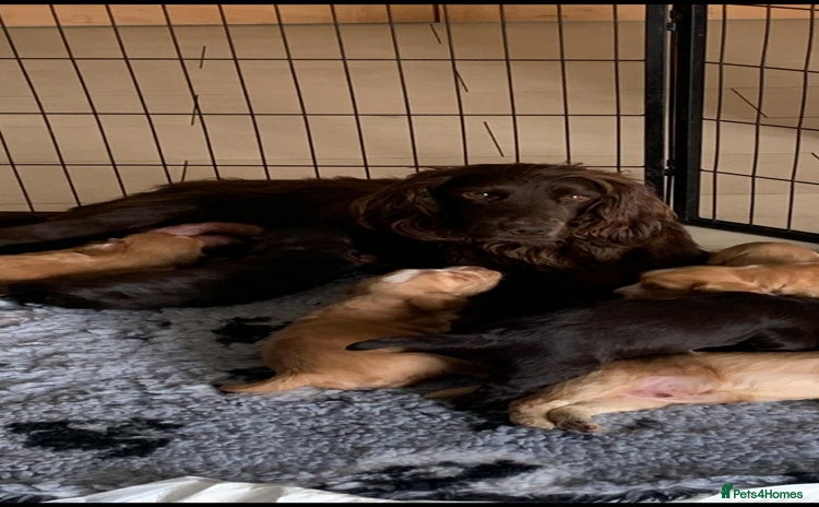 Sprocker dogs - Advert 3