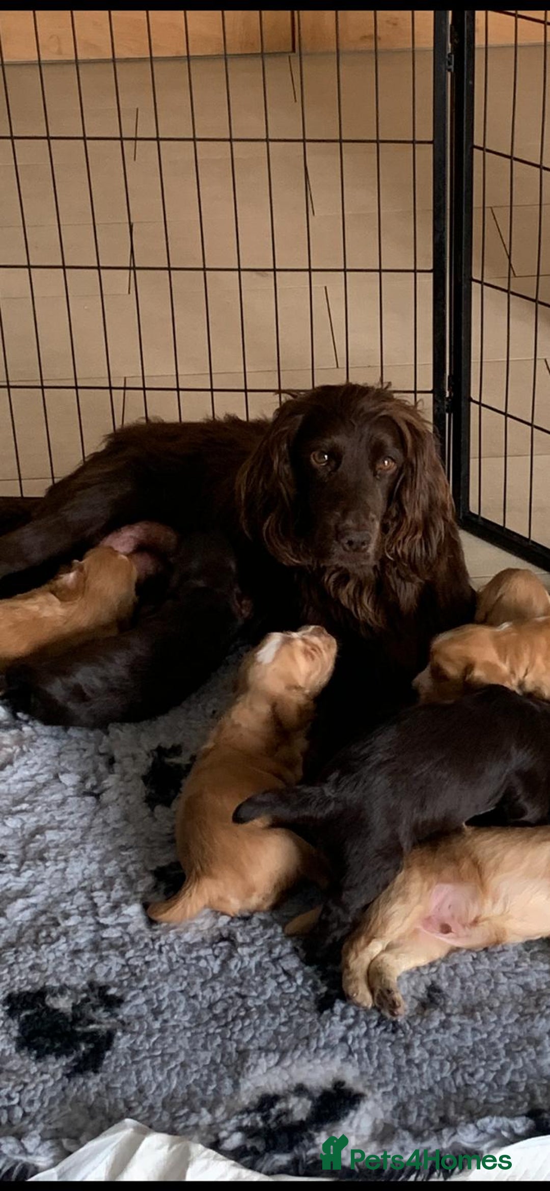 Sprocker dogs for sale:  Sprocker spaniel puppies - Ready Soon ! - Image 1