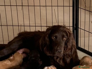 Sprocker dogs - Advert 17