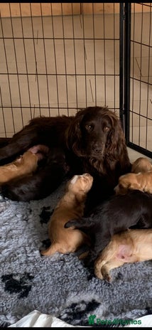 Sprocker dogs - Advert 18