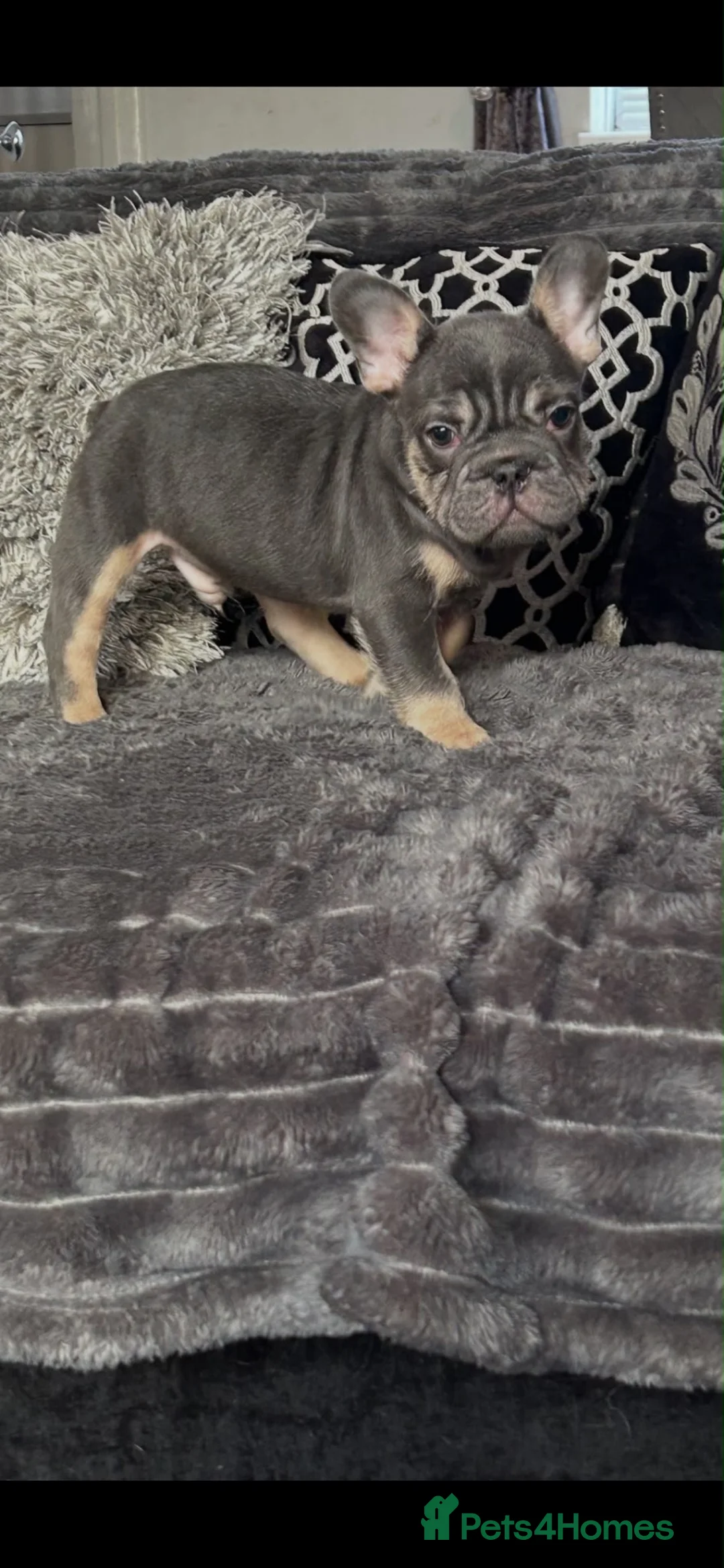 French Bulldog dogs for sale: Frenchbulldog puppies (last boy left) £900 - Advert 10