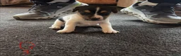 Jack Russell dogs for sale: Lovely small jack Russell pups  - Advert 7