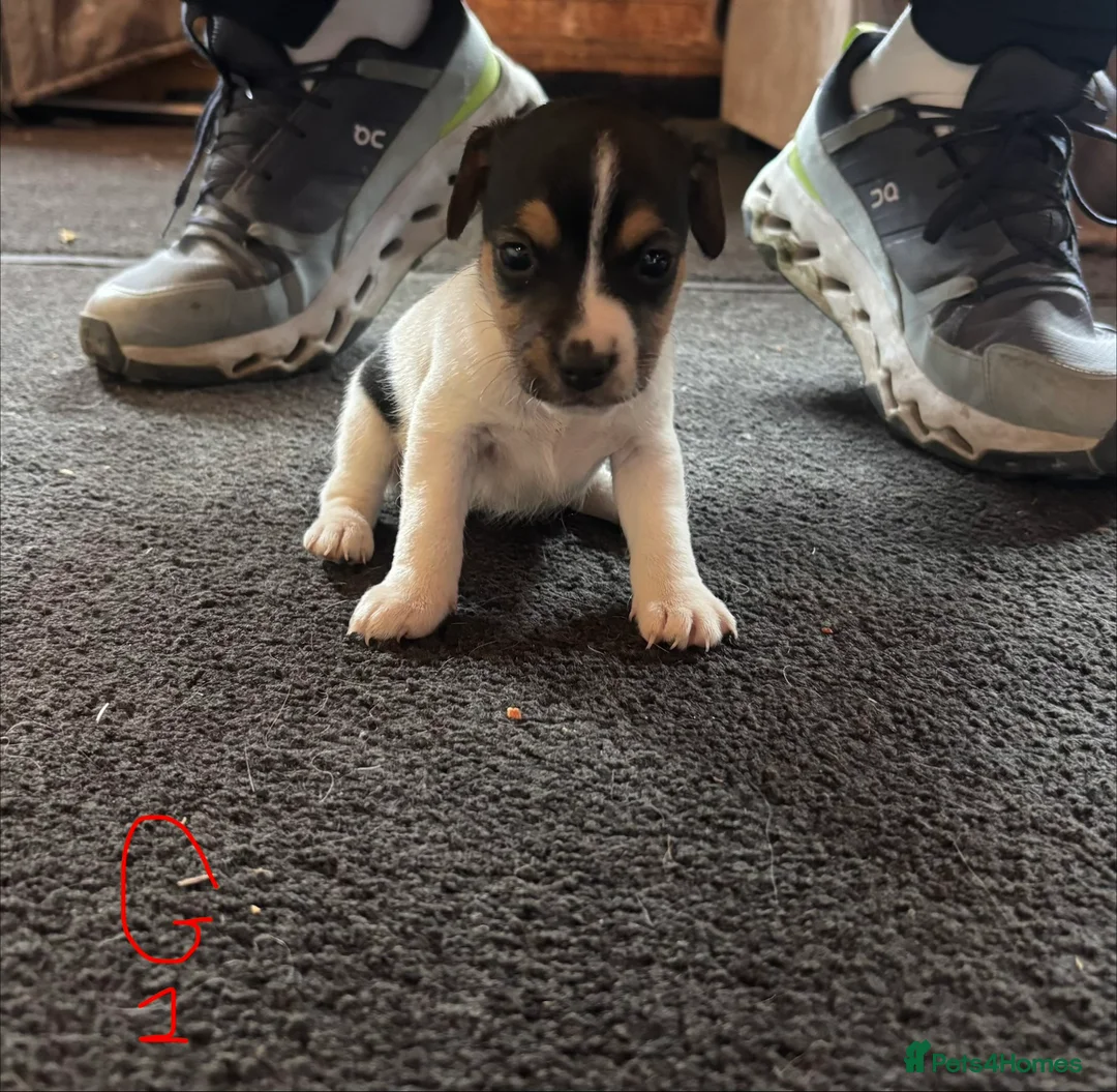 Jack Russell dogs for sale: Lovely small jack Russell pups  - Advert 7