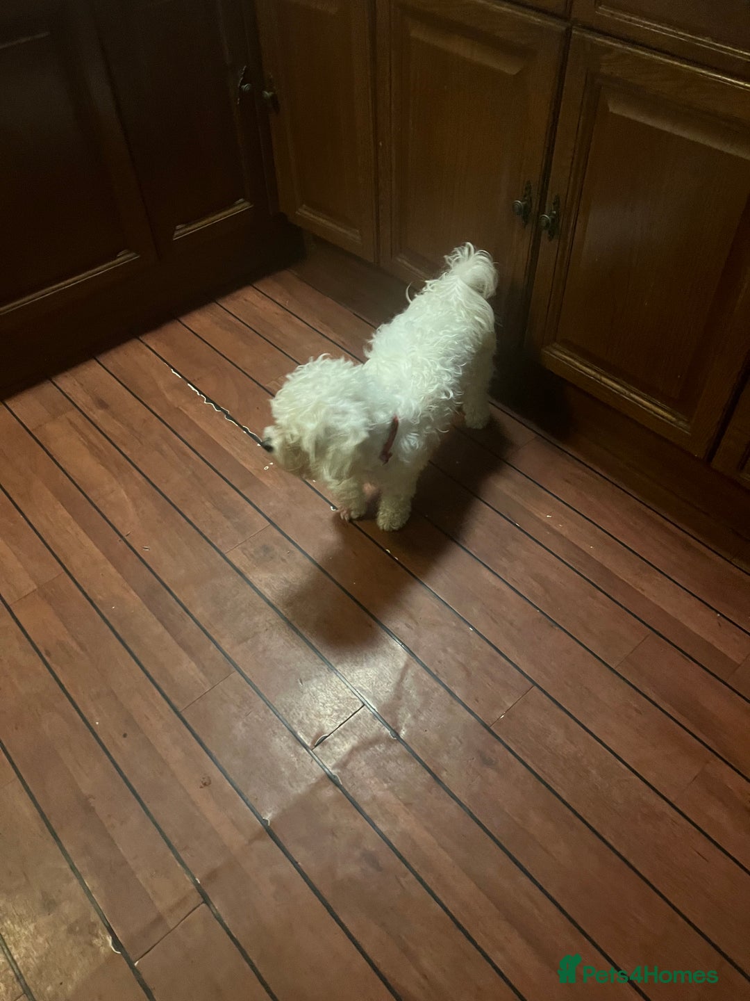 Maltese dogs for sale: Maltese - Image 3