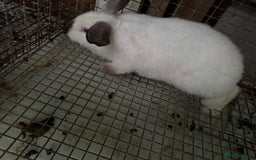 New Zealand rabbits for sale: NewZealand white and NewZealand cross Californian  - Image 3