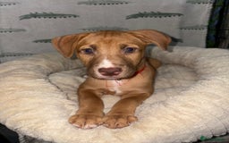 Mixed Breed dogs for sale: 6 Beautiful Fur Babies - Image 21
