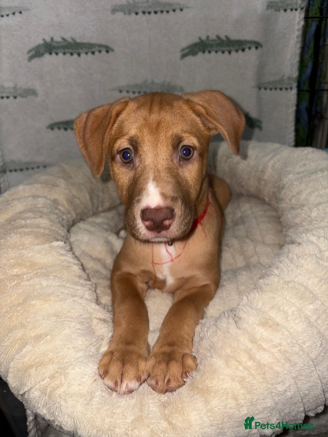 Mixed Breed dogs for sale: 6 Beautiful Fur Babies - Image 21