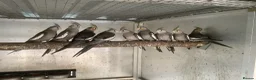 Cockatiels birds for sale:  2026 Young cockatiels, Plus breeding pair - Advert 2