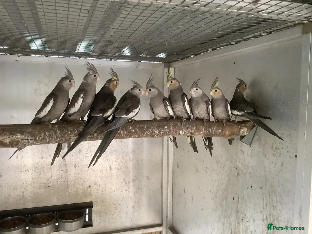 Cockatiels birds for sale:  2026 Young cockatiels, Plus breeding pair - Advert 2
