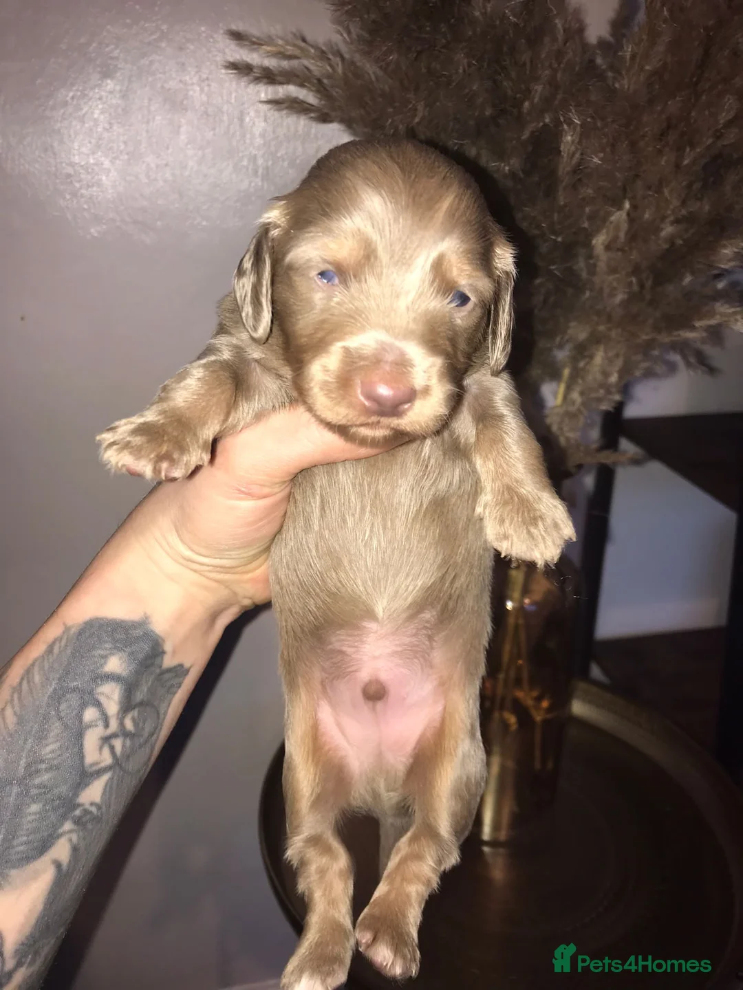 Miniature Dachshund dogs for sale: Three miniature long haired dachshunds  - Advert 6