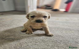 Labrador Retriever dogs for sale: Miss Danielle carter - Image 6