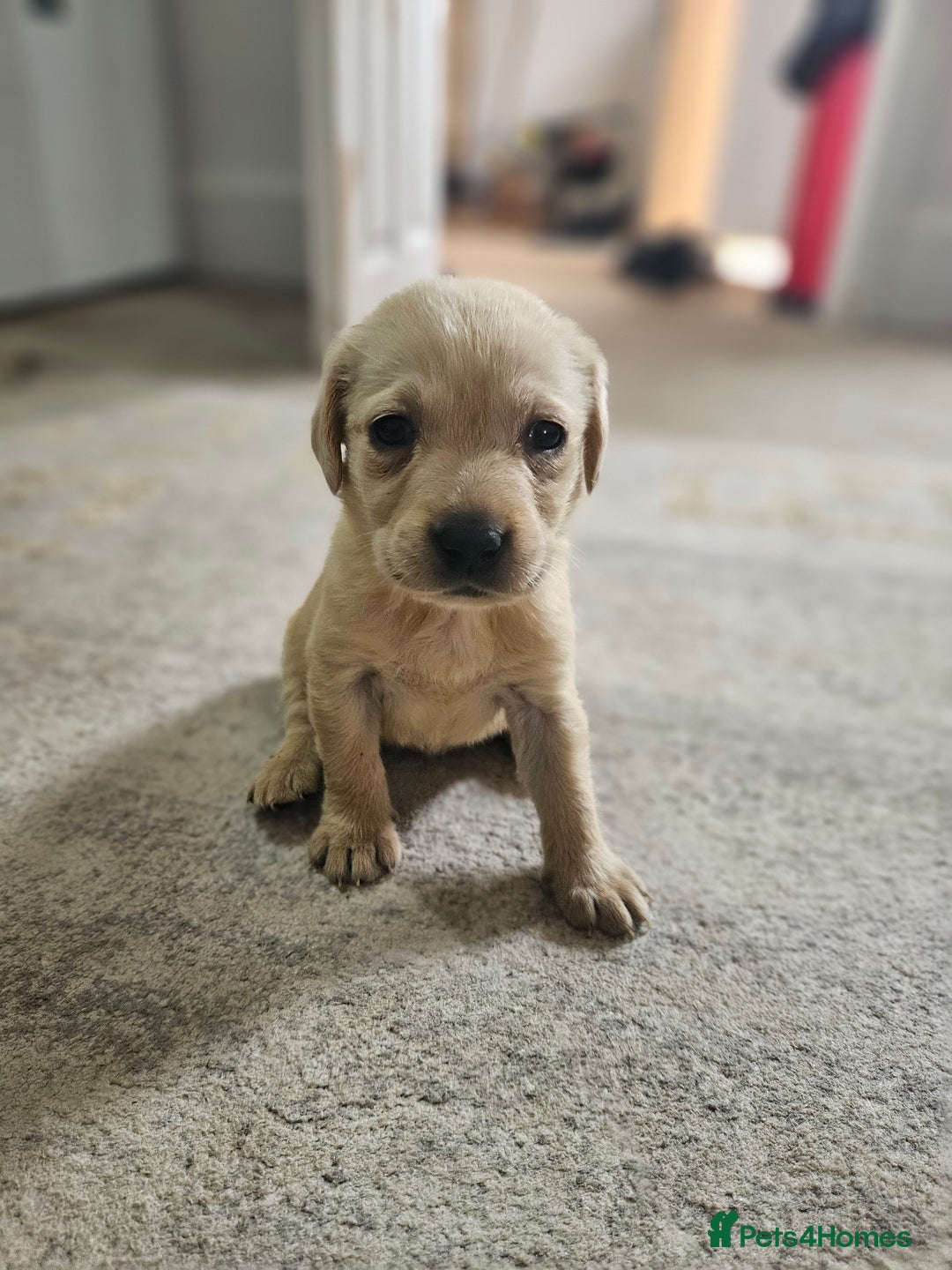 Labrador Retriever dogs for sale: Miss Danielle carter - Image 6